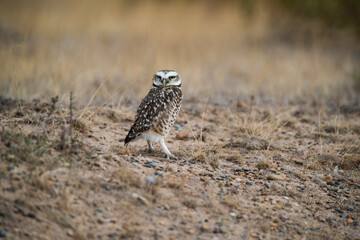 Burrowing Owl, Peninsula Valdes, Chubut Province, Patagonia, Argentina