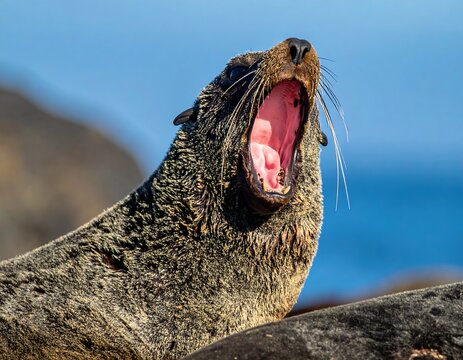 A close-up shot of a brown sea lion yawning with its mouth wide open, against a blue background