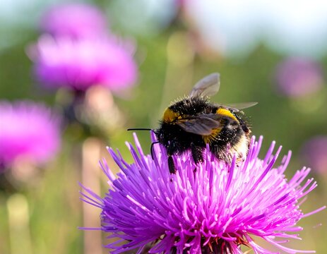 A close-up shot of a bumblebee on a bright purple flower, with other blooms blurred in the background - Powered by Adobe