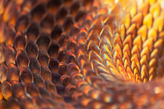 Snakeskin surface texture close-up for background and wallpaper. The skin of an anthracite python. - Powered by Adobe