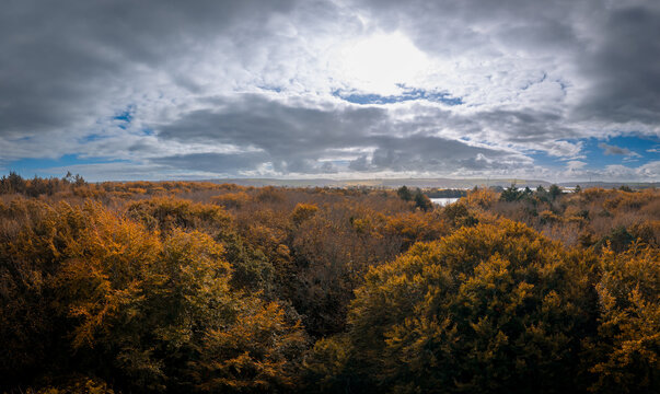 Autumn in the forest, Midleton, Cork, Ireland