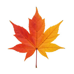Obraz premium Autumnal Hues: A vibrant close-up of a maple leaf, showcasing the fiery colors of fall as it transitions through red, orange, and yellow. 