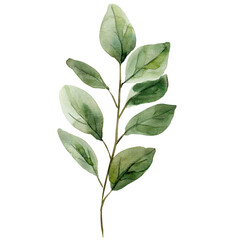 Leaf Watercolor. Green Branch Botanical Illustration with  Leaves, Elegant Natural Foliage Clipart for Floral Design and Decor