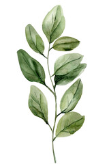 Watercolor Greenery Branches Botanical Illustration  Eucalyptus Leaves, Elegant Natural Foliage Clipart for Floral Design