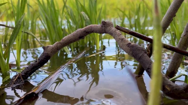 Top view of dead fish floating on the surface of forest river, without scales and showing signs of decomposition