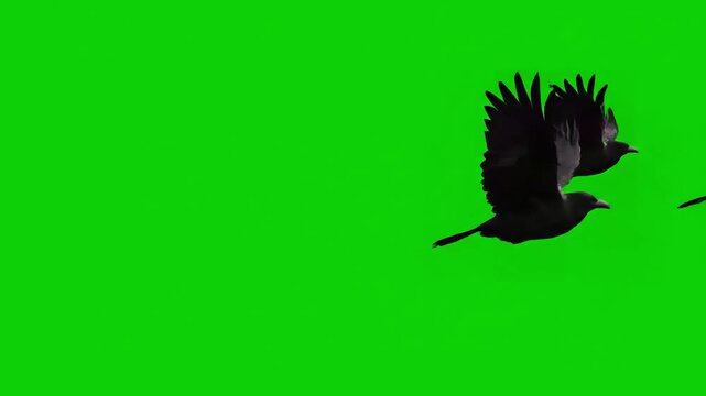 Green Screen three black bird flies from left to right chroma key background for compositing vfx scene 3 with distortion, overlay, glitch, static noise, scan lines on background, 4k animated video