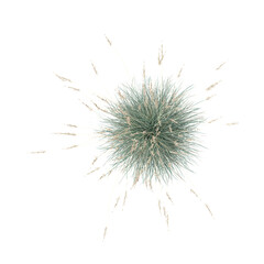 3d illustration of Blue oat grass isolated on transparent background from top view