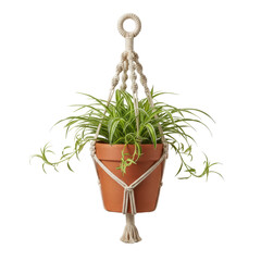 Hanging Plant in Macrame: A charming houseplant, gracefully suspended in a handcrafted macrame hanger, infusing spaces with natural beauty and bohemian style.
