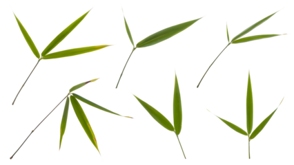 isolated bamboo leaves arrangement . Isolated on transparent background, png