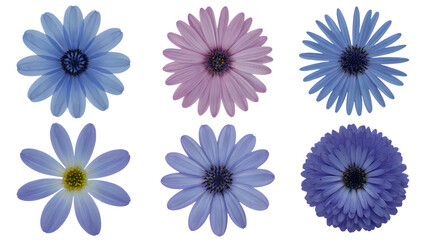 vibrant array of various flowers in different shades  . Isolated on transparent background, png