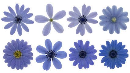 eight blue daisy flowers. Isolated on transparent background, png