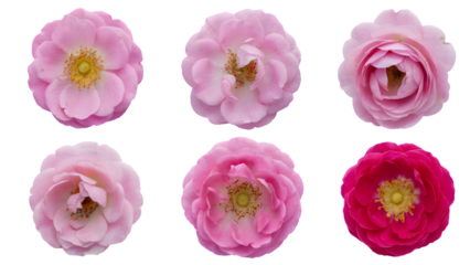 six pink rose heads in different bloom stages . Isolated on transparent background, png