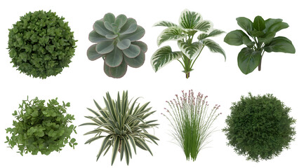 Naklejka premium various lush green plants in different shape . Isolated on transparent background, png