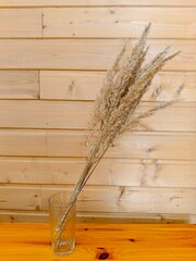 Dried pampas grass in glass on wooden table and wood wall background