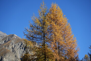 swiss national park - parc naziunal svizzer - Schweizerischen Nationalpark - val Trupchun