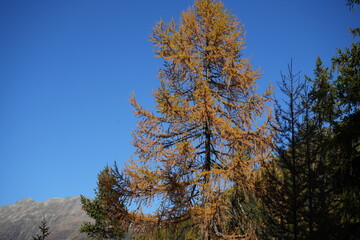 swiss national park - parc naziunal svizzer - Schweizerischen Nationalpark - val Trupchun