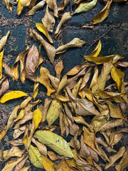 A close-up view of dry, yellow and brown autumn leaves scattered on a dark, wet brick surface, highlighting the vibrant colors of seasonal change and decay
