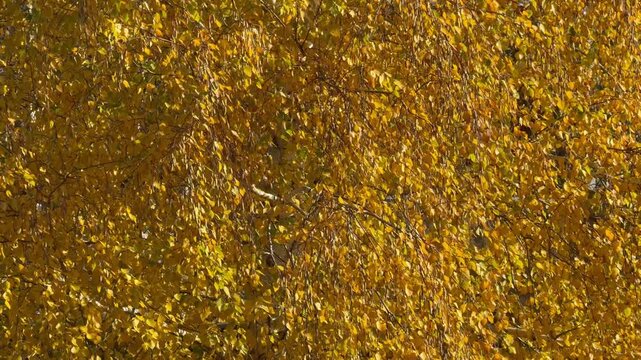 Golden birch leaves
