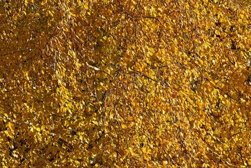 Golden birch leaves