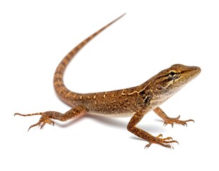 Fototapeta premium A close-up shot of a small brown lizard with a long tail against a clean white background