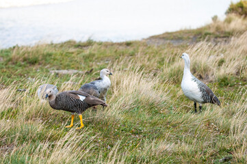 Upland Goose, Chloephaga picta, Tierra del Fuego National Park, Patagonia, Argentina.