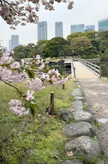 View of a city park with skyscrapers in the background in Tokyo, Japan