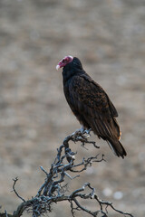 Turkey Vulture, perched, Peninsula Valdes, Patagonia Argentina.