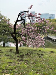 View of a city park with skyscrapers in the background in Tokyo, Japan
