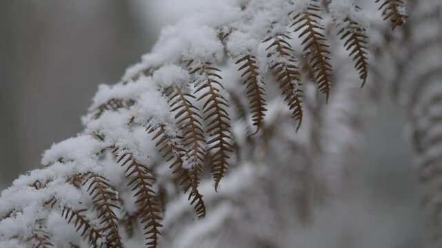 autumn fern in the snow