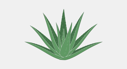 An aloe vera plant with sharp green leaves is set against a plain white background