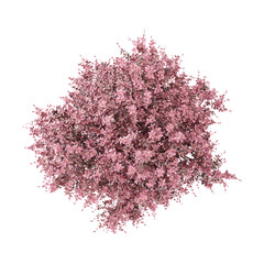 Fototapeta premium collection of Japanese barberry tree on transparent canvas from the top view