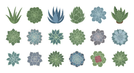 Assorted succulents arranged in rows featuring varied shapes textures and colors on a white background