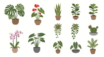 Assorted potted plants monstera anthurium snake fiddle leaf fig cactus orchid taro hanging vine fern