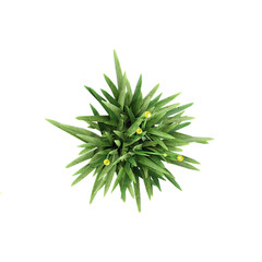 Green Allium caeruleum plant isolated on Canvas from top view