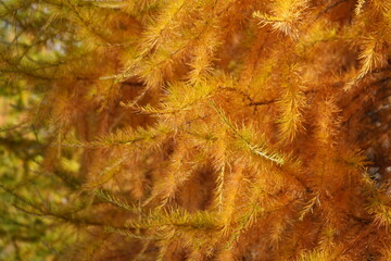 autumn leave background, wallpaper, swiss national park - parc naziunal svizzer - Schweizerischen Nationalpark - val Trupchun