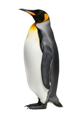 Adult King Penguin, vibrant black, white, golden-yellow plumage, standing majestic, full body, on transparent background, soft studio light, commercial animal photography concept
