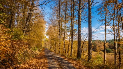 Obraz premium Forest trail blanketed with golden leaves during autumn
