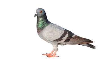 Pigeon, Full Body pigeon standing isolated on transparent background, showing detailed feathers and natural colors. Perfect for concepts of urban wildlife, freedom, nature and city life, PNG