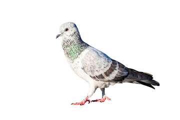 White Pigeon, Full Body pigeon walking isolated on transparent background, showing detailed feathers and natural colors. Perfect for concepts of urban wildlife, freedom, nature and city life, PNG File