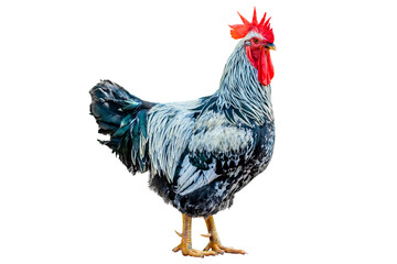 Full body of Beautiful rooster with vibrant plumage standing isolated on transparent background. agriculture, and natural livestock farming for commercial design use. chicken striped, PNG File
