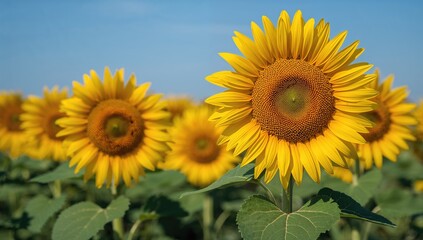 Fototapeta premium Radiant yellow sunflowers under a clear blue sky, vibrant petals and lush green foliage in a vast field. Summer scene symbolizing agriculture and harvest, featuring sunflower seeds and vegetables.
