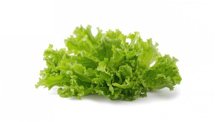 Fresh green lettuce isolated on a plain background for nutritious recipes and salad ideas