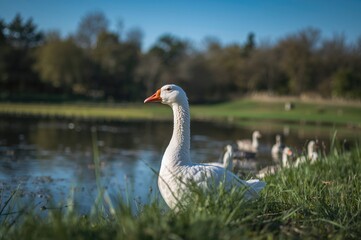 Breeding Waterfowl in Eco-Friendly Agricultural Environments