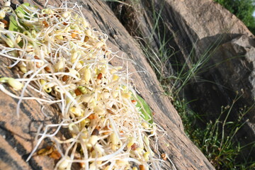 Sprouted Macrotyloma uniflorum. Its common names horse gram, kulthi bean, gahat, hurali and  Madras gram. Its  legume native to tropical southern Asia. Sprouted grains or Sprouted pulses.
