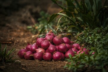 Background texture of stacked red onions from a farm garden
