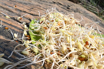 Sprouted Macrotyloma uniflorum. Its common names horse gram, kulthi bean, gahat, hurali and  Madras gram. Its  legume native to tropical southern Asia. Sprouted grains or Sprouted pulses.
