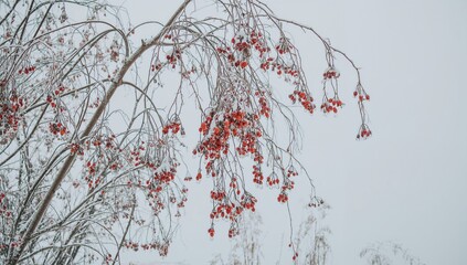 Frost-covered tree limbs with mature Rowan clusters on a cold winter afternoon.