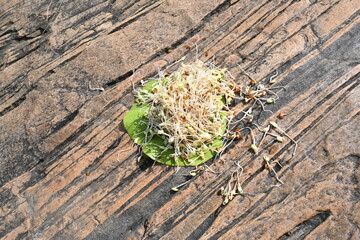 Sprouted Macrotyloma uniflorum. Its common names horse gram, kulthi bean, gahat, hurali and  Madras gram. Its  legume native to tropical southern Asia. Sprouted grains or Sprouted pulses.
