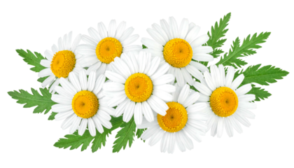 A cluster of seven daisy-like flowers with yellow centers and white petals, interspersed with green leaves