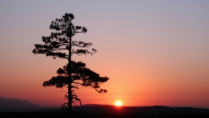 Tranquil start with a solitary pine outlined against the morning light.